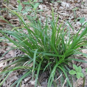 Photographie n°1277171 du taxon Carex sylvatica Huds.