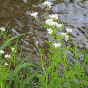 Photographie n°1277226 du taxon Cardamine amara L.