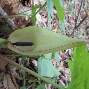 Photographie n°1277253 du taxon Arum maculatum L. [1753]