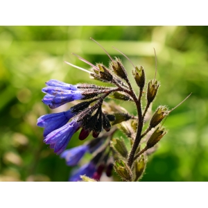 Symphytum caucasicum M.Bieb. (Caucasian Comfrey)