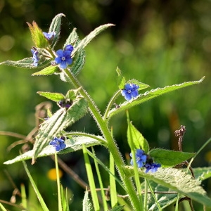  - Pentaglottis sempervirens (L.) Tausch ex L.H.Bailey [1949]