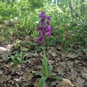 Photographie n°1277300 du taxon Anacamptis laxiflora (Lam.) R.M.Bateman, Pridgeon & M.W.Chase [1997]