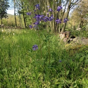 Photographie n°1277334 du taxon Aquilegia vulgaris L. [1753]