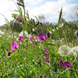  - Vicia angustifolia L. [1759]