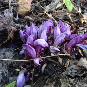 Photographie n°1277411 du taxon Lathraea clandestina L. [1753]