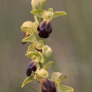 Ophrys sulcata Devillers & Devillers-Tersch. (Ophrys sillonné)