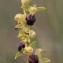  Dominique Robin - Ophrys sulcata Devillers & Devillers-Tersch. [1994]