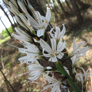 Photographie n°1277454 du taxon Asphodelus albus Mill. [1768]