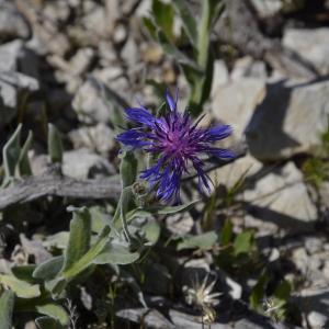 Photographie n°1277476 du taxon Cyanus triumfettii subsp. semidecurrens (Jord.) auct.