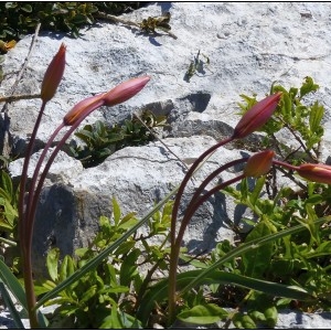 Photographie n°1277817 du taxon Tulipa sylvestris subsp. australis (Link) Pamp. [1914]
