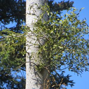 Photographie n°1278070 du taxon Viscum album subsp. abietis (Wiesb.) Abrom. [1928]