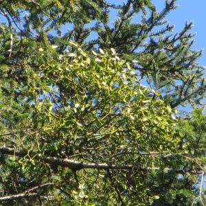 Photographie n°1278071 du taxon Viscum album subsp. abietis (Wiesb.) Abrom. [1928]