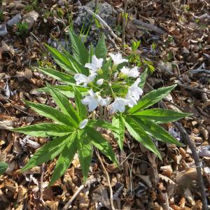 Photographie n°1278103 du taxon Cardamine heptaphylla (Vill.) O.E.Schulz [1903]