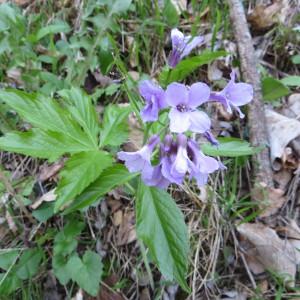 Photographie n°1278116 du taxon Cardamine pentaphyllos (L.) Crantz [1769]