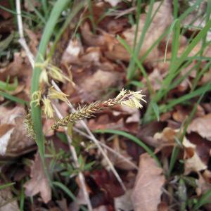 Photographie n°1278320 du taxon Carex flacca subsp. flacca 