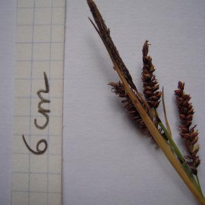 Photographie n°1278338 du taxon Carex flacca subsp. flacca 