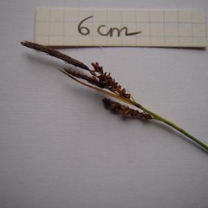 Photographie n°1278342 du taxon Carex flacca subsp. flacca 