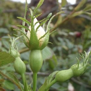 Photographie n°1278650 du taxon Rosa agrestis Savi [1798]