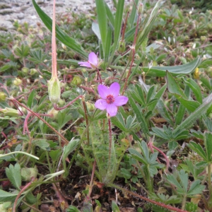  - Erodium L'Hér. [1789]