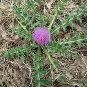 Photographie n°1279145 du taxon Cirsium acaulon (L.) Scop. [1769]