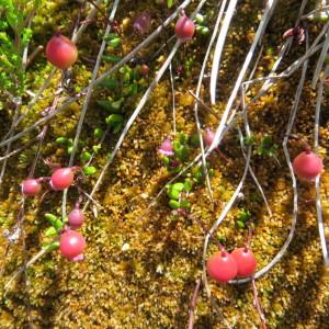 Photographie n°1279192 du taxon Vaccinium oxycoccos L. [1753]