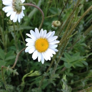 Photographie n°1280362 du taxon Leucanthemum vulgare Lam. [1779]