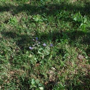 Photographie n°1280507 du taxon Borago officinalis L. [1753]