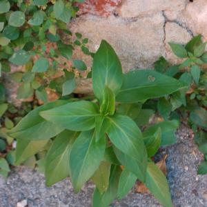 Photographie n°1280511 du taxon Centranthus ruber (L.) DC. [1805]