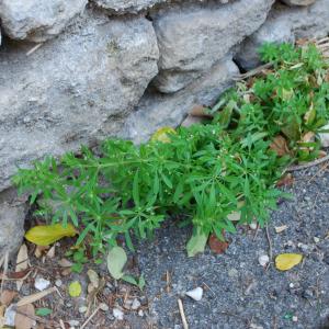 Photographie n°1280550 du taxon Galium aparine L. [1753]