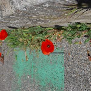 Photographie n°1280562 du taxon Papaver rhoeas L.