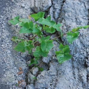 Photographie n°1280590 du taxon Sonchus oleraceus L. [1753]