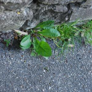 Photographie n°1280591 du taxon Taraxacum F.H.Wigg. [1780]