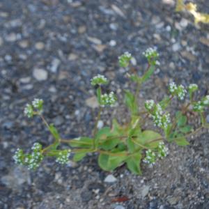 Photographie n°1280593 du taxon Valeriana locusta L. [1753]