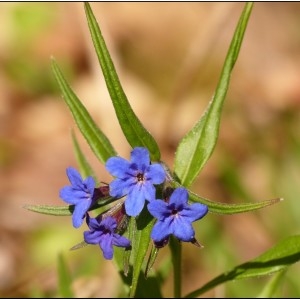 Photographie n°1280726 du taxon Buglossoides purpurocaerulea (L.) I.M.Johnst. [1954]