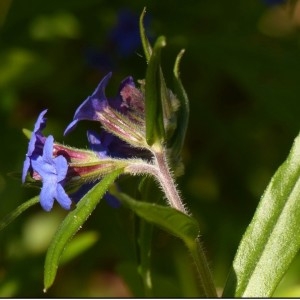 Photographie n°1280727 du taxon Buglossoides purpurocaerulea (L.) I.M.Johnst. [1954]