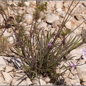 Photographie n°1281720 du taxon Iberis linifolia subsp. stricta (Jord.) Rouy & Foucaud [1895]