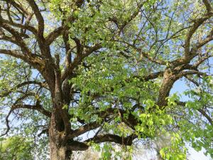 Michel Gaubert, le 12 avril 2017 (Neydens (Ch. de la Taverne))