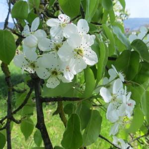 Pyrus communis L. subsp. communis