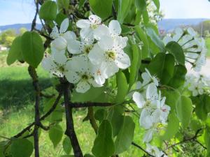 Michel Gaubert, le 12 avril 2017 (Neydens (Ch. de la Taverne))