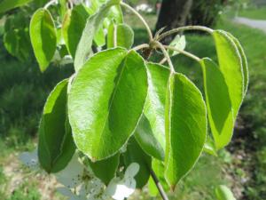 Michel Gaubert, le 12 avril 2017 (Neydens (Ch. de la Taverne))
