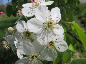 Michel Gaubert, le 12 avril 2017 (Neydens (Ch. de la Taverne))