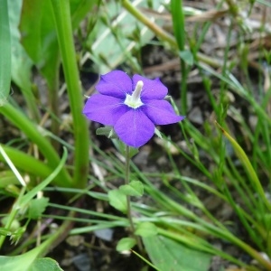 Photographie n°1281924 du taxon Legousia speculum-veneris (L.) Chaix [1785]