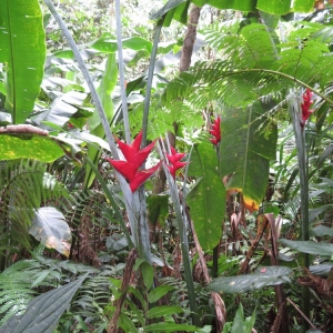 Photographie n°1282364 du taxon Heliconia caribaea Lam.