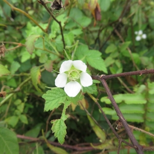 Rubus rosifolius Sm. (Framboise)
