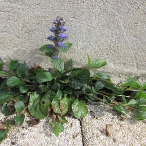 Photographie n°1282585 du taxon Ajuga reptans L. [1753]