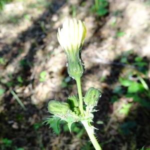 Photographie n°1283961 du taxon Sonchus L. [1753]