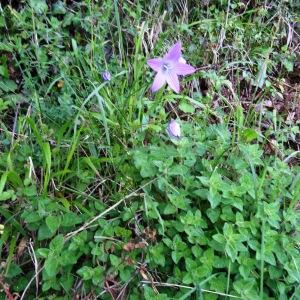 Photographie n°1284186 du taxon Campanula patula var. patula 