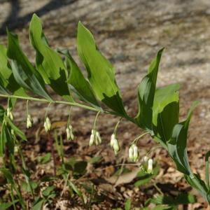 Photographie n°1285406 du taxon Polygonatum multiflorum (L.) All. [1785]