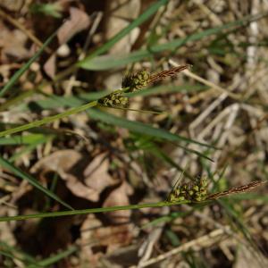 Photographie n°1285430 du taxon Carex pilulifera L. [1753]