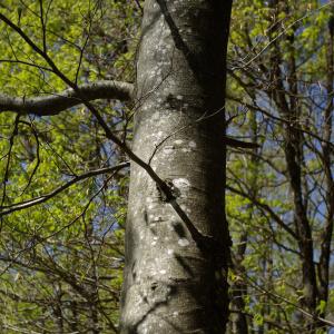 Photographie n°1285453 du taxon Fagus sylvatica L. [1753]